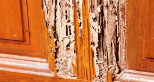 Cara Mengatasi Rayap di Lemari Pintu dan Kusen Kayu Secara Efektif