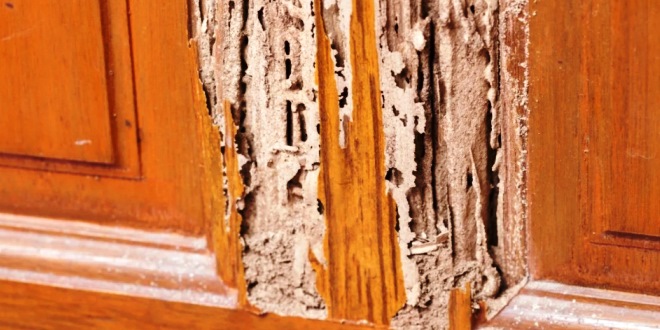 Cara Mengatasi Rayap di Lemari Pintu dan Kusen Kayu Secara Efektif